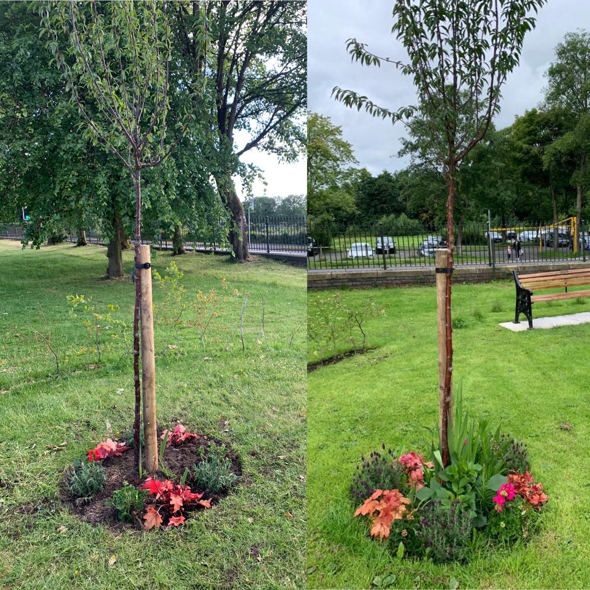 Together4Angels's tweet photo. The difference in 7 weeks 👼🏻#refelctiongarden #babyloss #bench #garden #memories #everyonewelcome #Queenspark #Heywood https://t.co/ZClyaUpLnJ