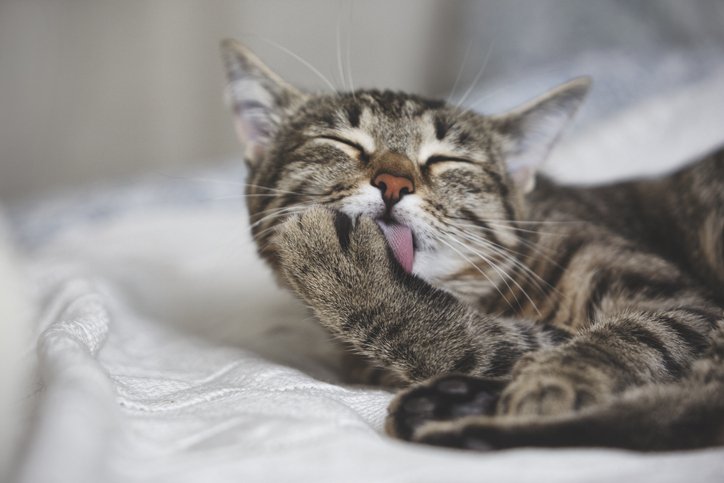 Flexpetz's tweet photo. Do Cats Need Baths? - https://t.co/ohkyXUSHBC https://t.co/FNp7MdxySq