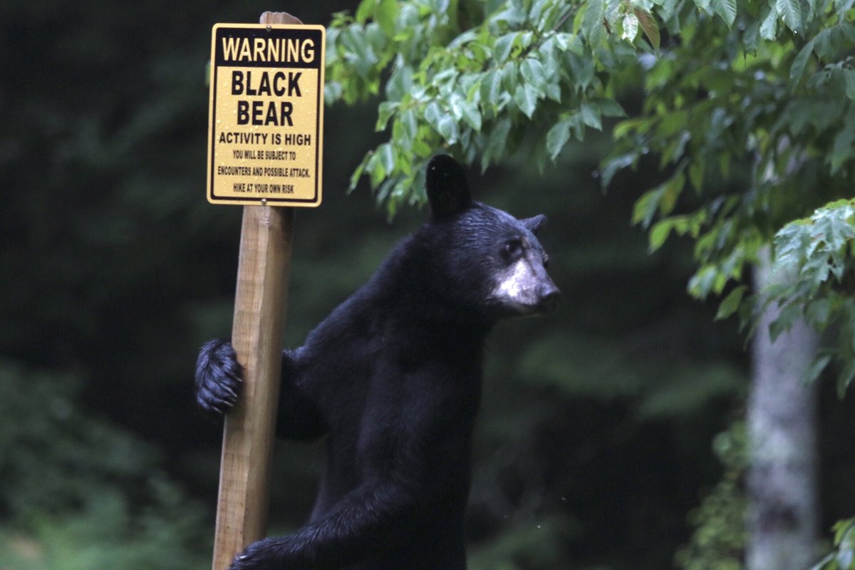 Had a visitor at the cabin today. #wildlifephotography