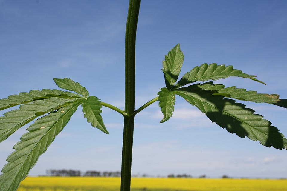 Gateway Hemporium tweet media