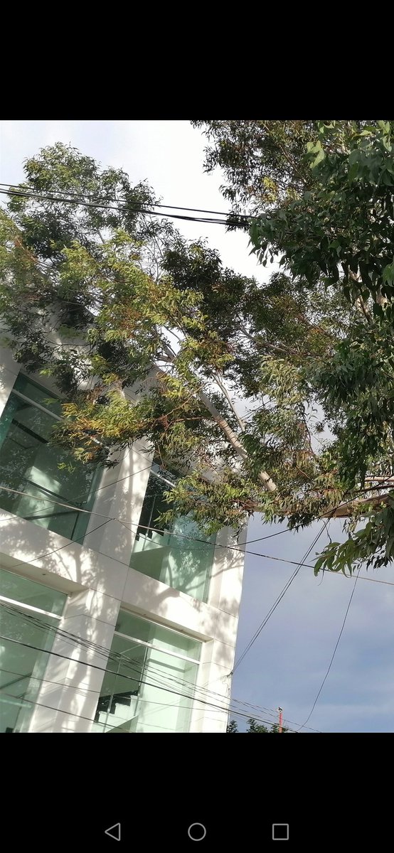 4topoderoax's tweet photo. #DenunciaCiudadana #Oaxaca
Vecinos de la Col. Víctor Bravo Ahuja en inmediaciones del Mpio. de Santa Lucía de Camino, denunciaron el riesgo que representa la altura de un árbol que alcanzó al edificio en el que se ubica la tienda de autoservicio #EcoSuper
@DANTEMONTANO https://t.co/boUDDiQwnd