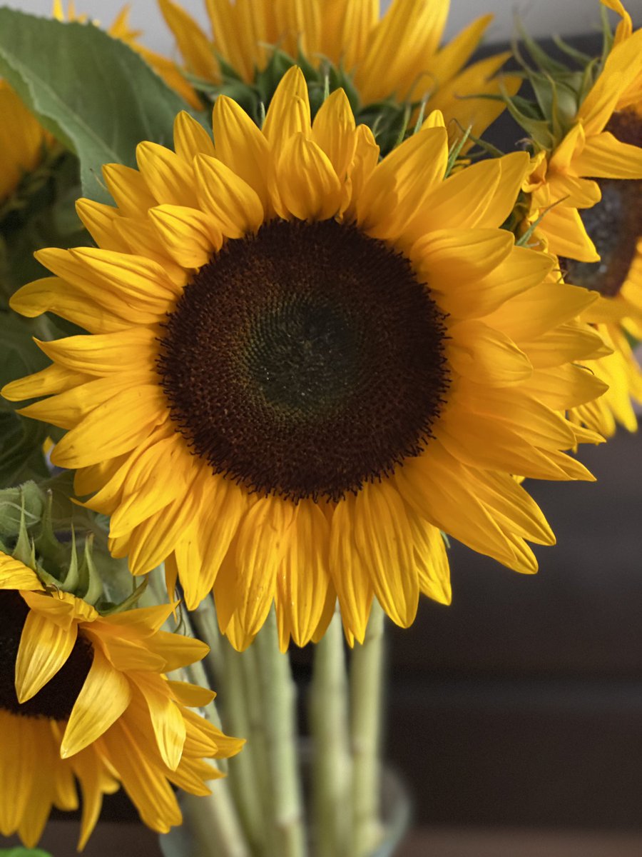 Sunflower season! #sundayvibes #summer