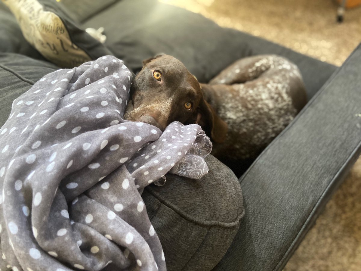 AZWanderings's tweet photo. Couch queen #gsp #sunnydog https://t.co/N2Ug4FATH1