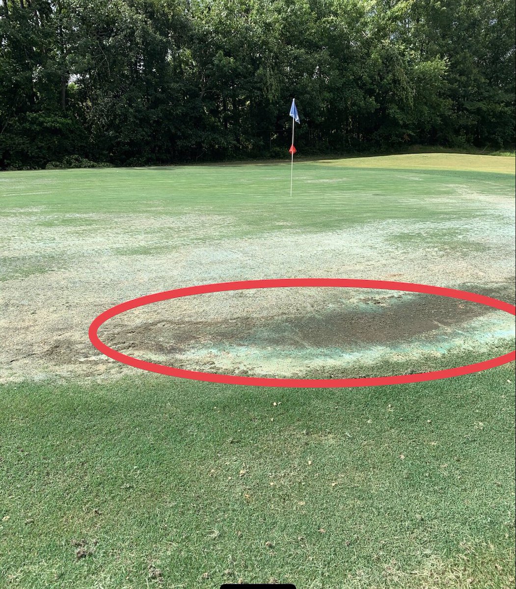 My hands are plenty soft enough to hit the pitch into the FF, but what you can’t see in the pic is that  @MiguelVegaTurf has lost that entire dark brown area to a ground hornet infestation. Making the root system weak. Any ball impacting that area would most likely plug. (3/6)
