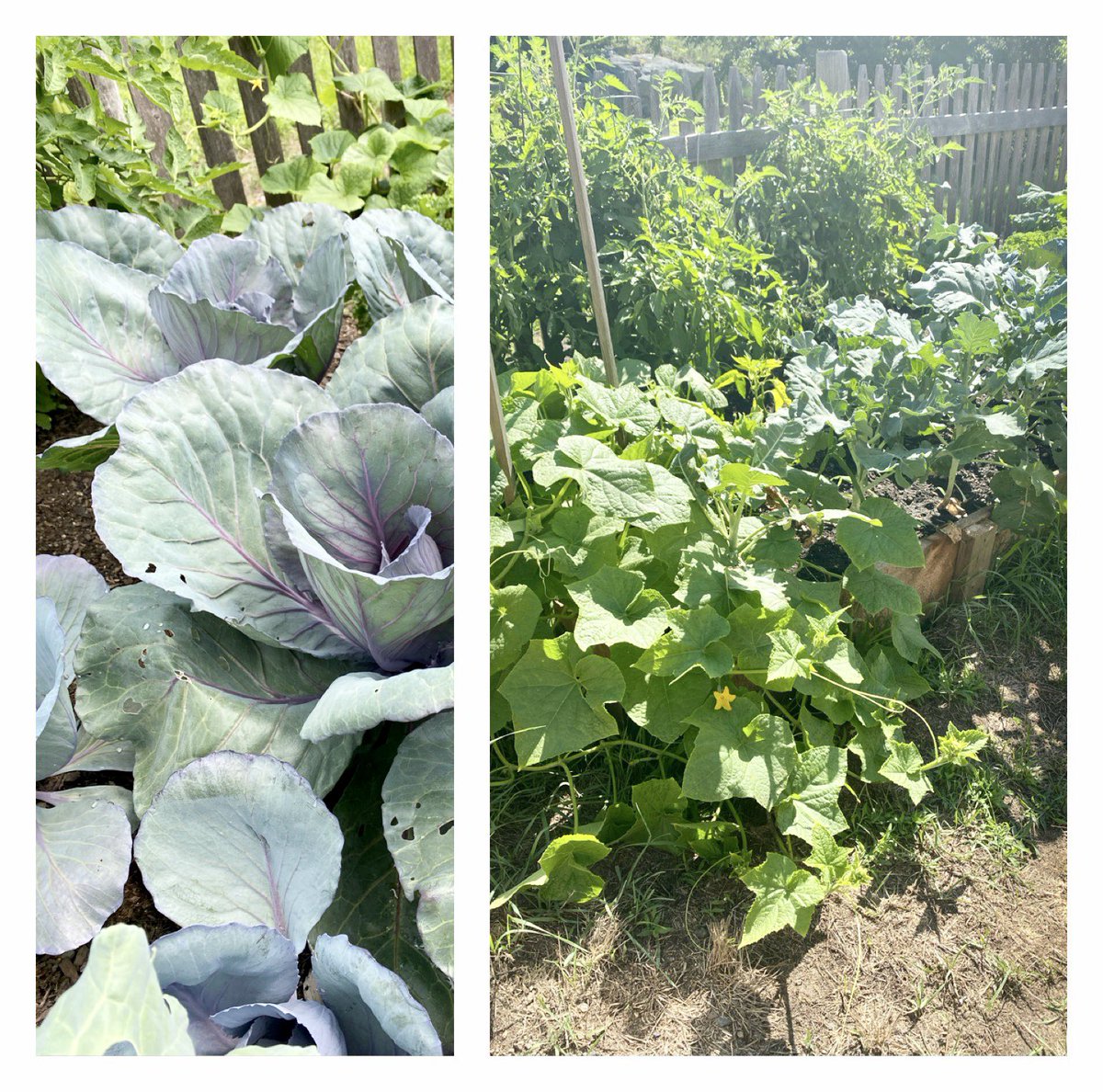 AlissaCohen's tweet photo. #abundance is flowing! Can’t wait for my cabbage! #rawfood #growfoodnotlawns #plantbased #easygardening #growthings https://t.co/aJCHRXjOsQ