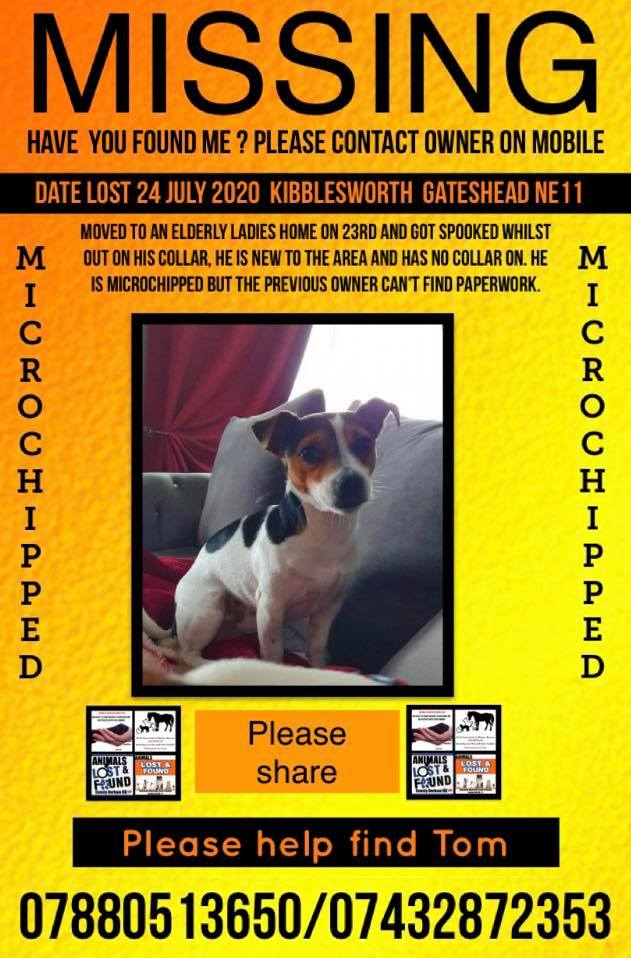 gelert01's tweet photo. #TOM missing 24/07/2020 #Kibblesworth #Gateshead #NE11 #Spooked &amp; slipped his collar whilst out. Only just moved elderly owner last seen running 2wrds #RavensworthArms @Lamesley_CC

Elderly owner  #IamOutThere @TCIndex https://t.co/ObyWQzRdXX