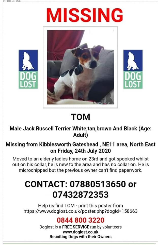 gelert01's tweet photo. #TOM missing 24/07/2020 #Kibblesworth #Gateshead #NE11 #Spooked &amp; slipped his collar whilst out. Only just moved elderly owner last seen running 2wrds #RavensworthArms @Lamesley_CC

Elderly owner  #IamOutThere @TCIndex https://t.co/ObyWQzRdXX