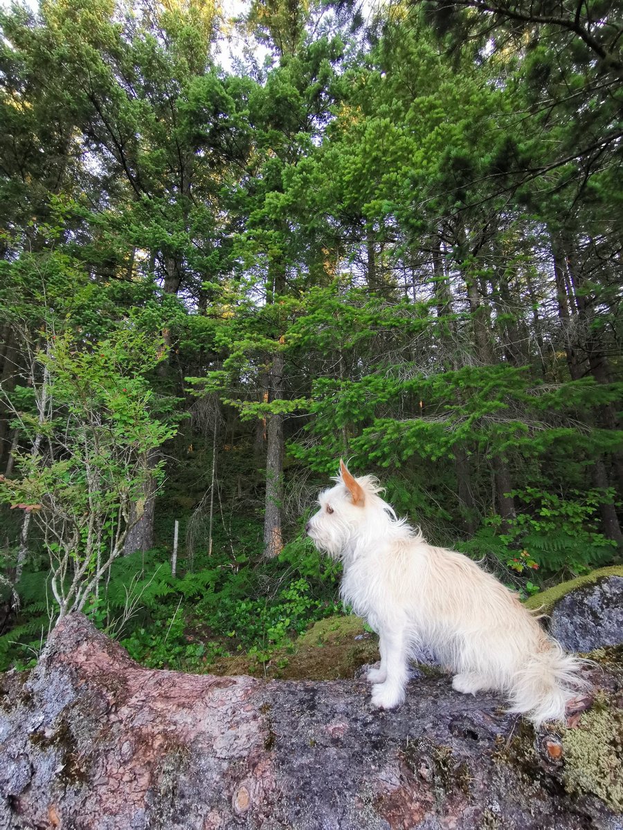 geordiemuppet's tweet photo. Out with my little minder and her #BigDogEnergy. Watching all about me while take photos. 
#DogsOfTwitter #MansBestFriend #Explore #Dogs #AdventurePip https://t.co/kVo2sgGpDX
