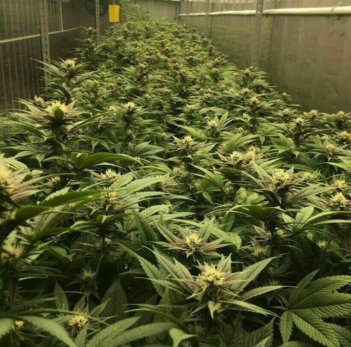 GreenBuds2's tweet photo. We inhale all the good shi and exhale all bullshit https://t.co/ixUkHZraRQ
