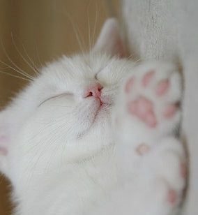 정재현 모에화봇 (@0214jh2) on Twitter photo 