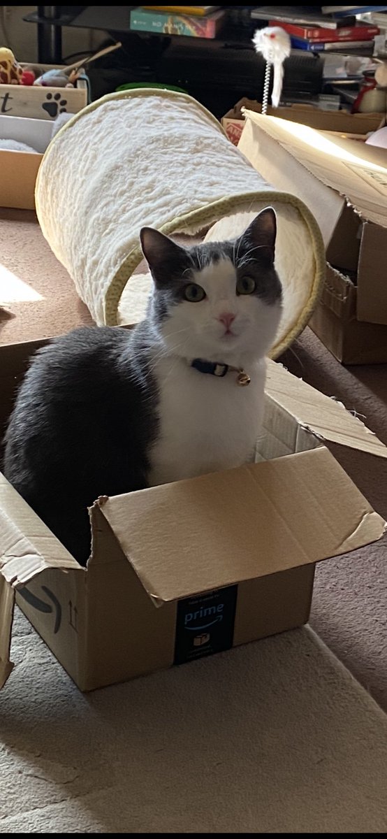jane_troake's tweet photo. Happy #catboxsunday friends!  Me has 4 boxes &amp; mummy is threatening to recycle this one so I jumped in it and I’m not moving!! Have a lovely day friends love and hugs as always 😽💞🤗 #CatsOfTwitter #sundayvibes #SundayMotivation #SundayFunday #SundayThoughts https://t.co/vw4nunlwns