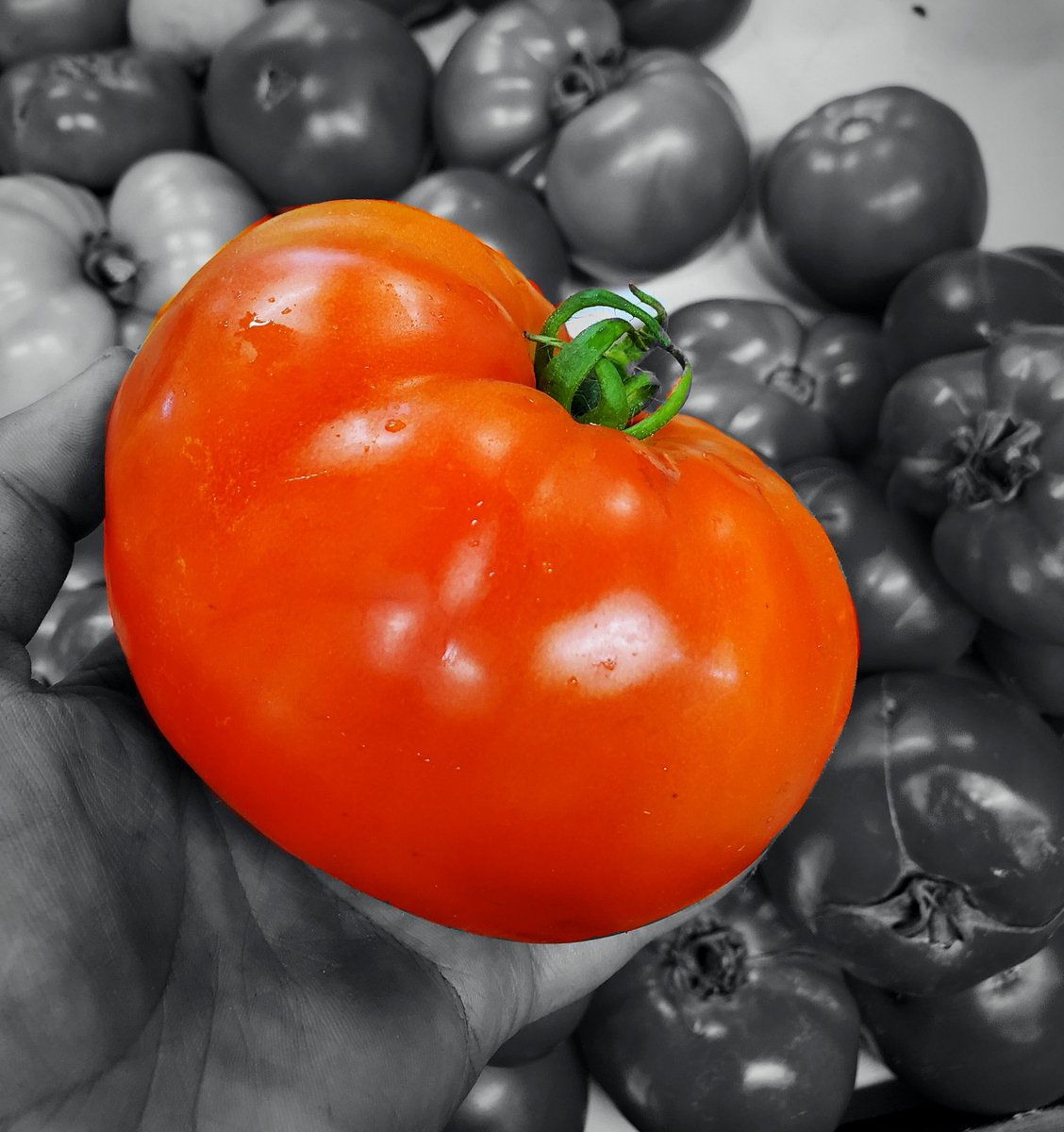 FusilierFarms96's tweet photo. Home grown. Amazing. Delicious. Perfect. Fusilier Tomatoes!

#tomato #tomatoes #farmfresh #familyfarm #SupportLocalBusinesses #familybusiness #manchestermi #Michigan #fresh #produce #garden

16400 Herman Rd. Manchester MI 48158 https://t.co/QSLDq8NQFY