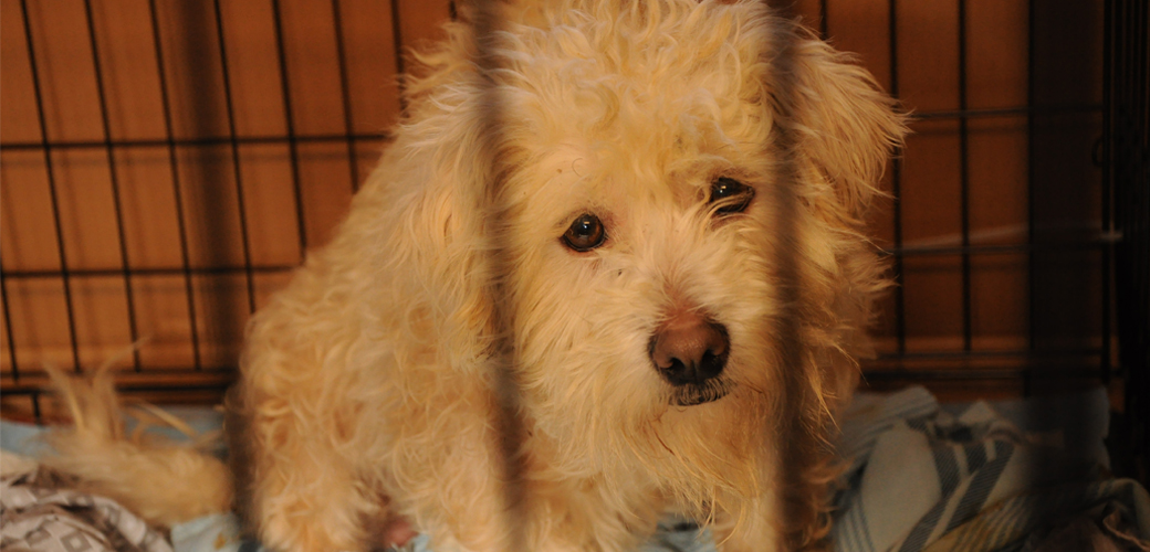 ASPCA's tweet photo. Businesses that breed dogs for profit like to sell the idea of small breeders &amp; family-owned pet stores—but don’t be fooled. This is a multimillion-dollar industry that stays afloat by exploiting animals. And now, our government is lending them a hand.😠  https://t.co/6Ew1gHzzRS https://t.co/UuHC2bjwfT