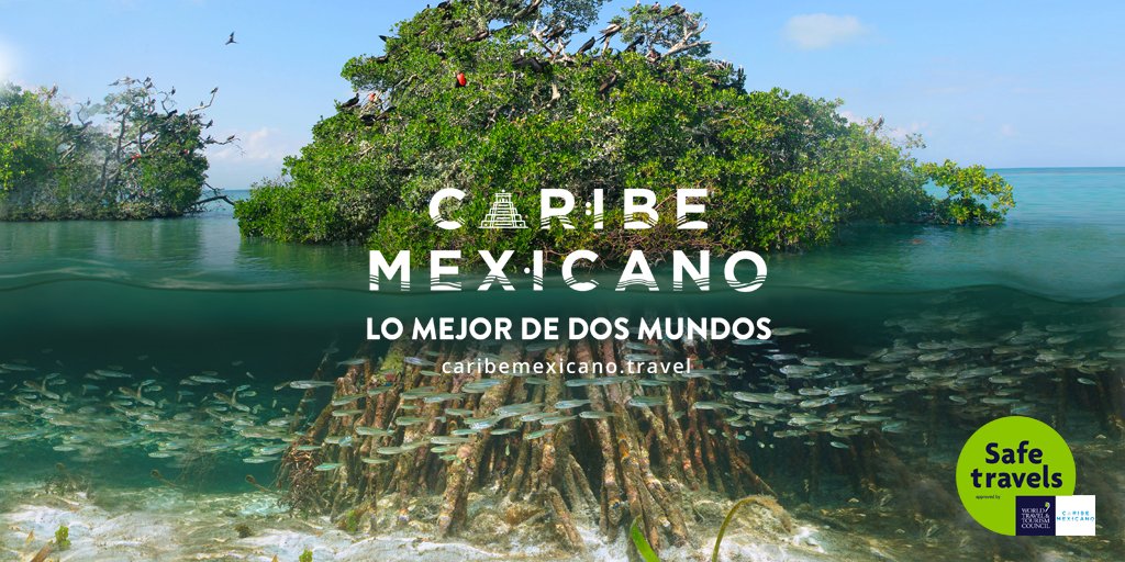 visitacaribemex's tweet photo. Los manglares son ecosistemas esenciales para el #CaribeMexicano. 

🏭 Eliminan hasta 5 veces más CO2 que otros bosques. 
🌊 Son barrera contra huracanes. 
🦩 Son hogar y fuente de alimento para aves, peces y reptiles. 

¡Protégelos!🌿🍃

#DíadelosManglares
@semaqroo @SedeturQROO https://t.co/Fl7IRPcKO7