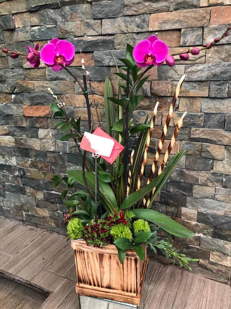 FloreriaPalermo's tweet photo. OFERTA ESPECIAL. Orquídea 2 varas base de madera rustica  
$990 + envío  #servicioexpress #enviosaDomicilio #enviaflores #orquideas https://t.co/WWmGdQZz9o