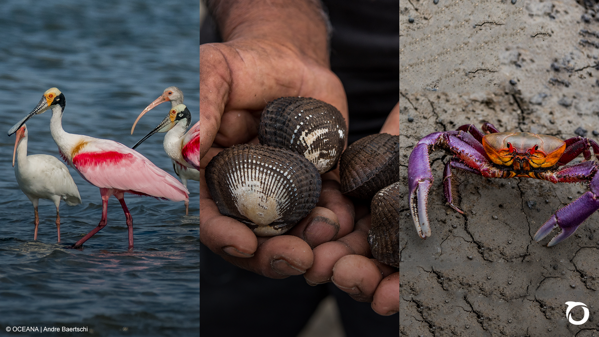Oceana_Peru's tweet photo. Alberga cientos de especies, como las aves, entre las que resaltan las espátulas rosadas y los ibis🕊️, además de mamíferos y reptiles. Y es hogar de especies protagonistas de nuestra gastronomía como las #ConchasNegras y los #CangrejosDeManglar 🦀. https://t.co/nnnifpuke3