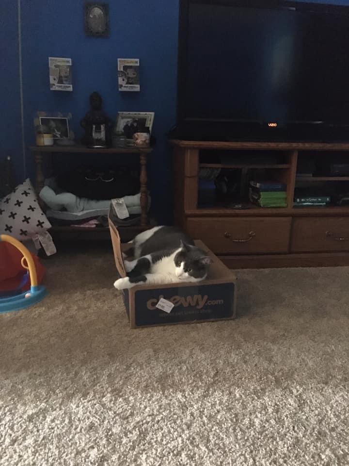 MeganBarchak's tweet photo. @Chewy 8/10 box opener, tried to eat the food in the box, made an unreasonable amount of noise. 10/10 cuteness though i’ll give him that, thanks for always delivering ❤️ https://t.co/XB4hiAq71f
