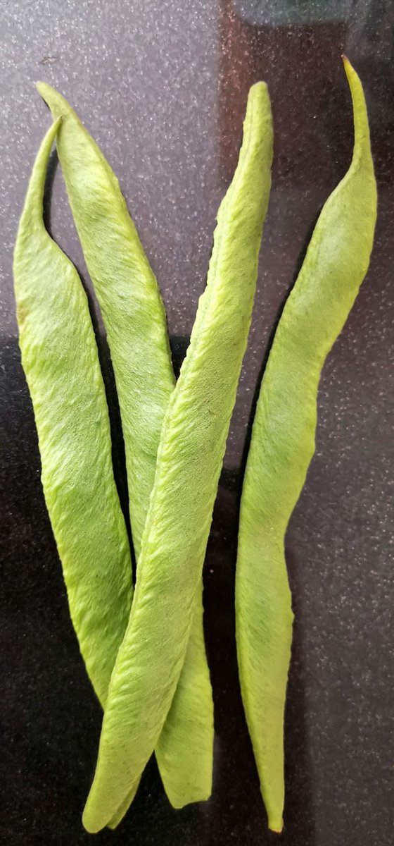 Dushdashers's tweet photo. The runners are in a rush ready to run into the pan! #runnerbeans #harvest2020 #Harvesters #organicgardening #fresh #delicious #healthy https://t.co/gLcxdWrEVQ