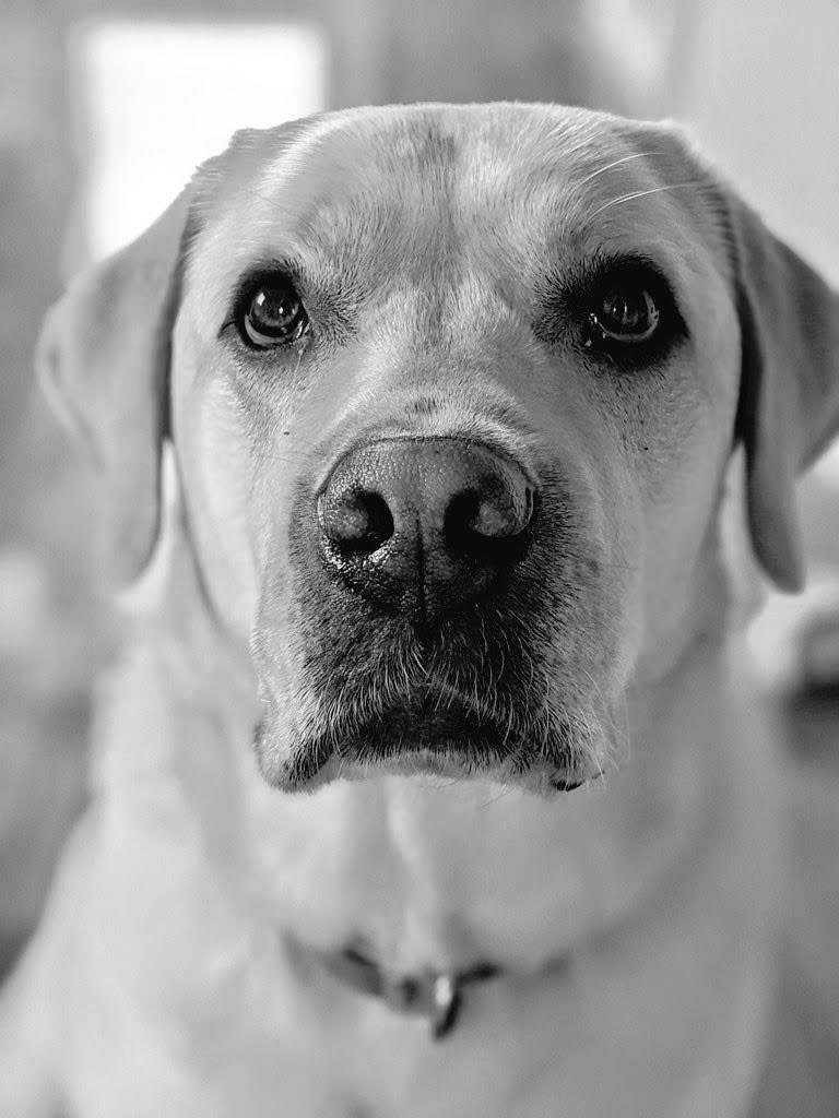 #nationaldogphotographyday so look into my eyes and retweet 🐾😂🦮💓

#PTSD #AssistanceDog 

#MentalHealthAwareness