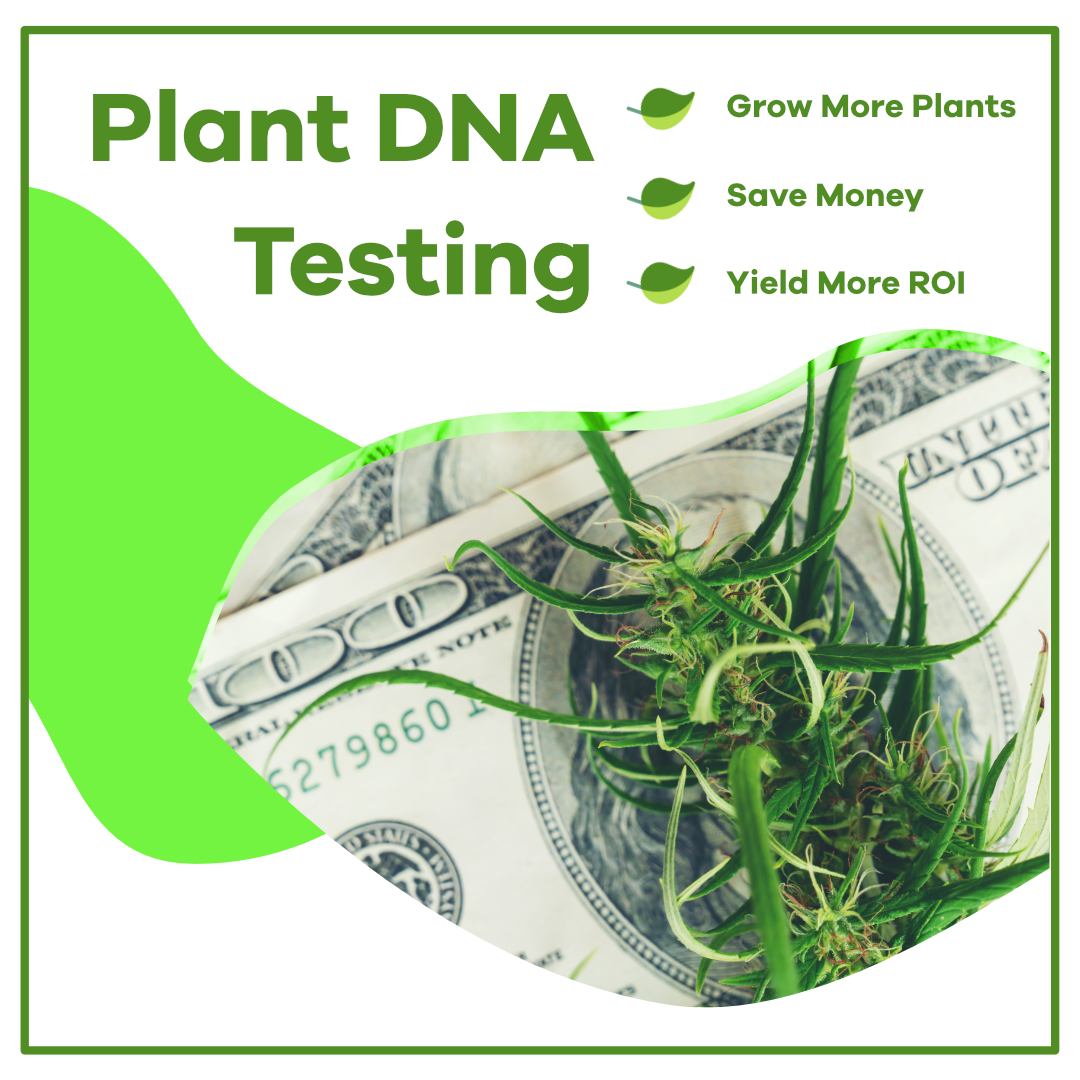 DeltaLeafLabs's tweet photo. Get some bang for your buck by sex testing your plants and saving weeks or even months of time. More efficient production means higher yields and a happier you!
#deltaleaf #knowconservegrow #plantsextesting #modernagriculture #plantgenetics https://t.co/qbxTYLMsOI