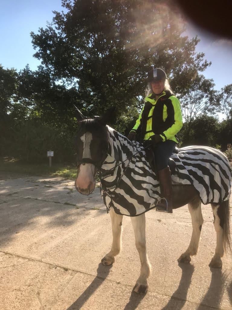 BaggyBody's tweet photo. When your horse hates flies - dress him as a zebra 😃 #horselover #flyrug #lovemyhorse https://t.co/ZiR3R8mqKx