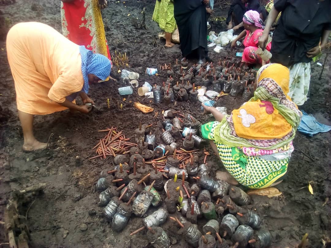 Robbie__West's tweet photo. Today is international #MangroveDay so I am sharing with you some pictures of the incredible work my host father in Zanzibar's NGO @zaveco1 does to protect Zanzibar and the climate. Read more about how mangroves can protect the climate at https://t.co/a3dpzaAxU7. https://t.co/cTnlH49wLG