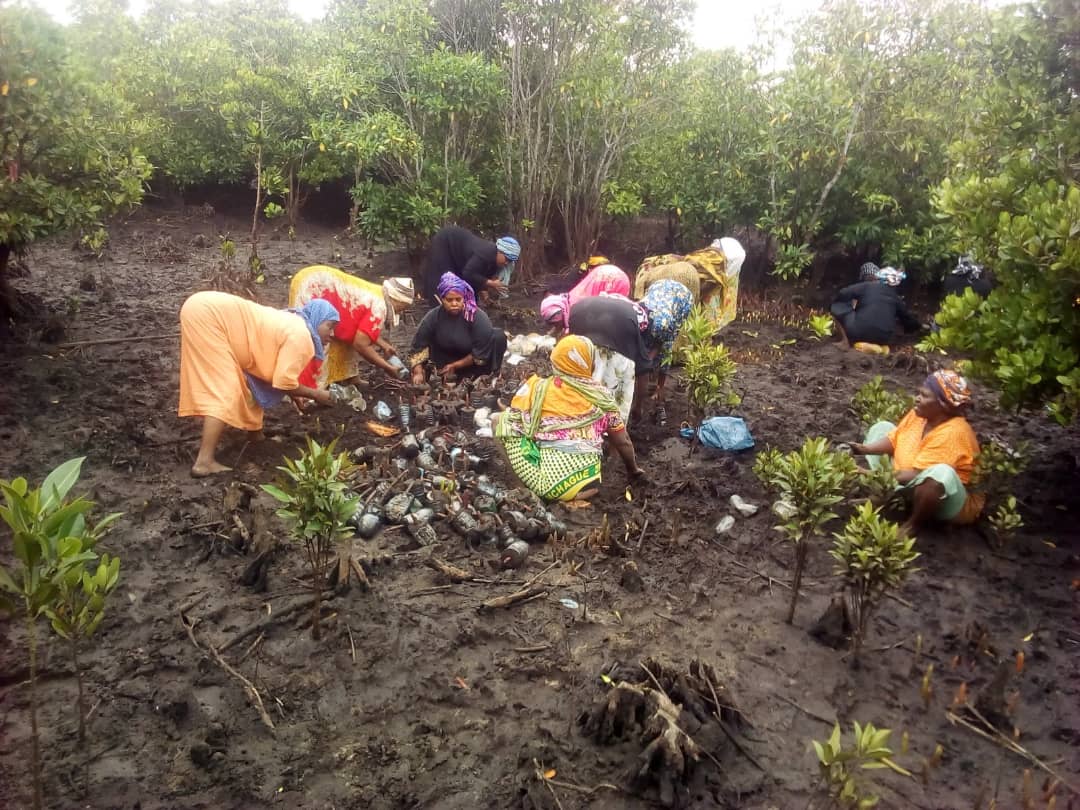 Robbie__West's tweet photo. Today is international #MangroveDay so I am sharing with you some pictures of the incredible work my host father in Zanzibar's NGO @zaveco1 does to protect Zanzibar and the climate. Read more about how mangroves can protect the climate at https://t.co/a3dpzaAxU7. https://t.co/cTnlH49wLG