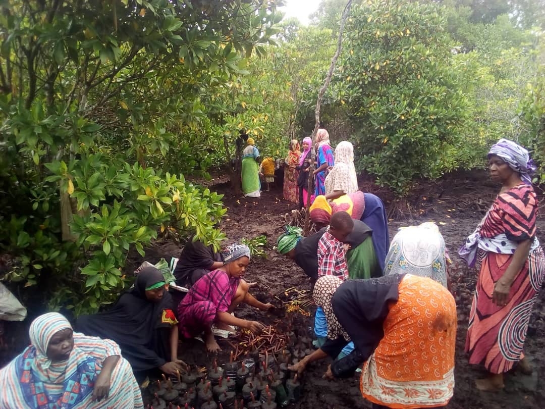Robbie__West's tweet photo. Today is international #MangroveDay so I am sharing with you some pictures of the incredible work my host father in Zanzibar's NGO @zaveco1 does to protect Zanzibar and the climate. Read more about how mangroves can protect the climate at https://t.co/a3dpzaAxU7. https://t.co/cTnlH49wLG