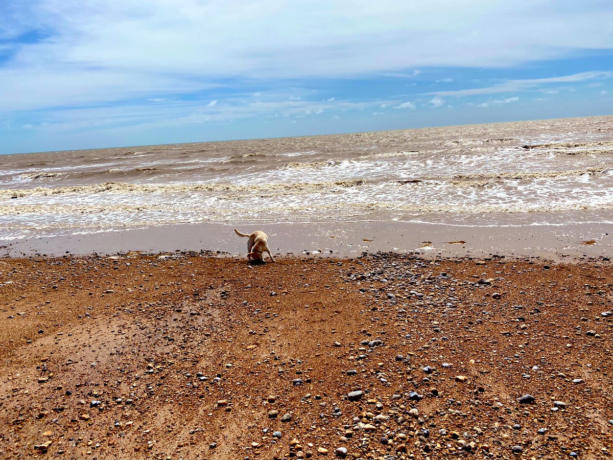 Iromg's tweet photo. A tad windy down on the beach today with @dogziggydog https://t.co/bLfSrvE2XU