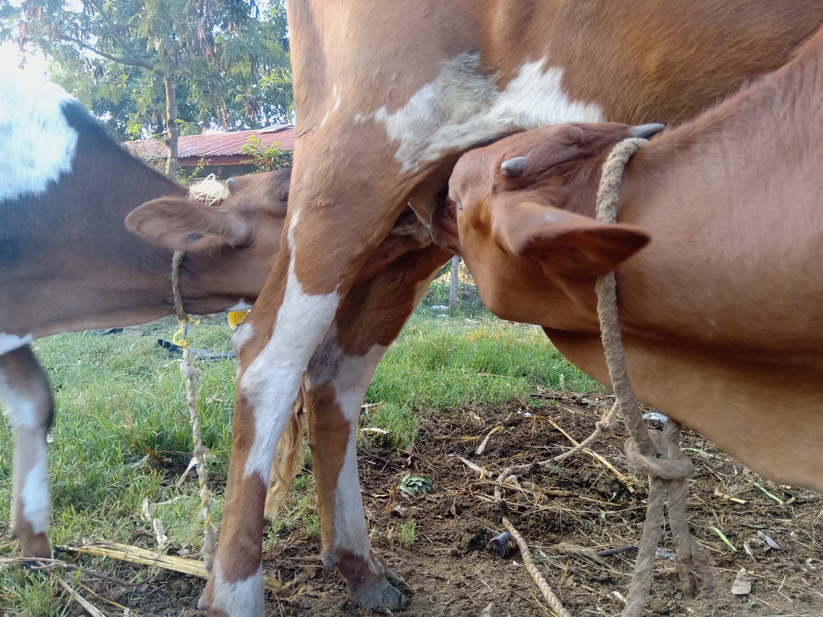 This is Nyar'yimbo and her two calves, Hadijah(Brown) and Aenda(colorway, brown and white).The twins are the worst.