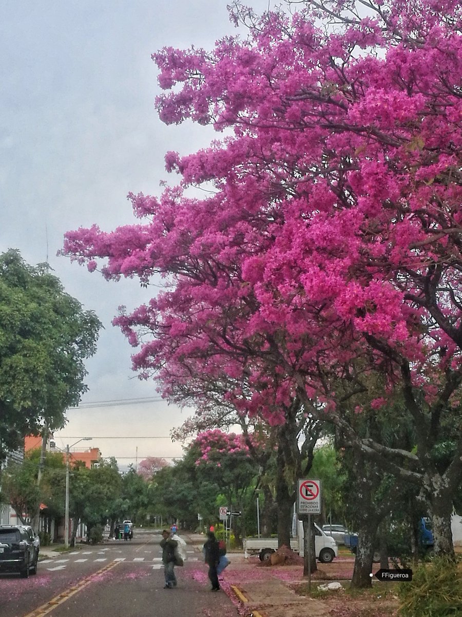 ferluis78's tweet photo. Y así van floreciendo los #Tajibos rosados en la ciudad. Un espectáculo de la naturaleza #SantCruz #Bolivia @MarcaSantaCruz @HomeroCarvalho @CarlaElenaLV @jpableques @170860carmen @VisceralArauz @fabiolachambi @NallarUbaldo @PiraiVaca @gbaracatt https://t.co/hsXbauZIab