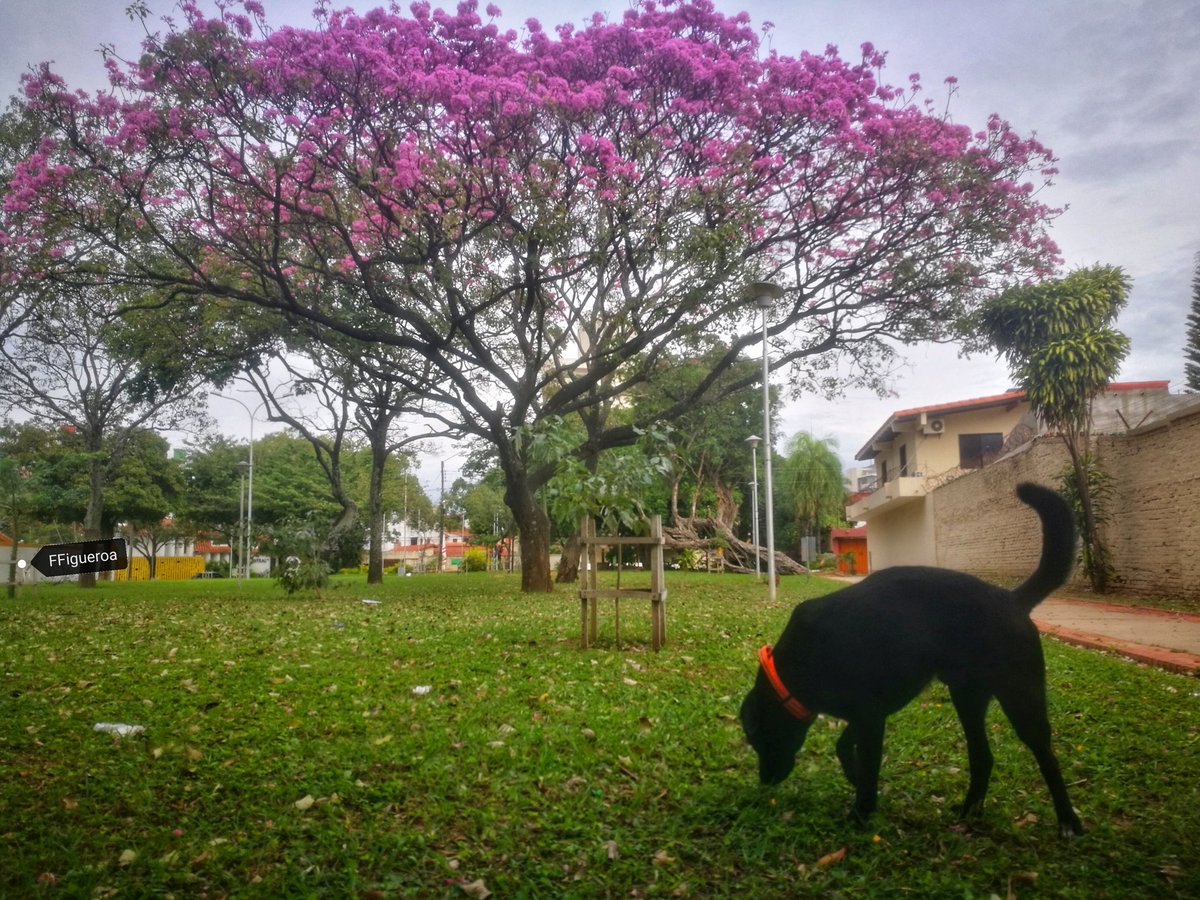 ferluis78's tweet photo. Y así van floreciendo los #Tajibos rosados en la ciudad. Un espectáculo de la naturaleza #SantCruz #Bolivia @MarcaSantaCruz @HomeroCarvalho @CarlaElenaLV @jpableques @170860carmen @VisceralArauz @fabiolachambi @NallarUbaldo @PiraiVaca @gbaracatt https://t.co/hsXbauZIab