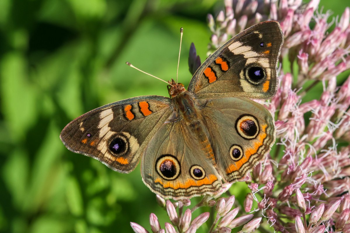 A common buckeye butterfly (Junonia coenia) on sweet Joe Pye weed (Eutrochium purpureum) in the prairie garden. #butterflies #Lepidoptera #nativeplants #Illinois #nature #photography