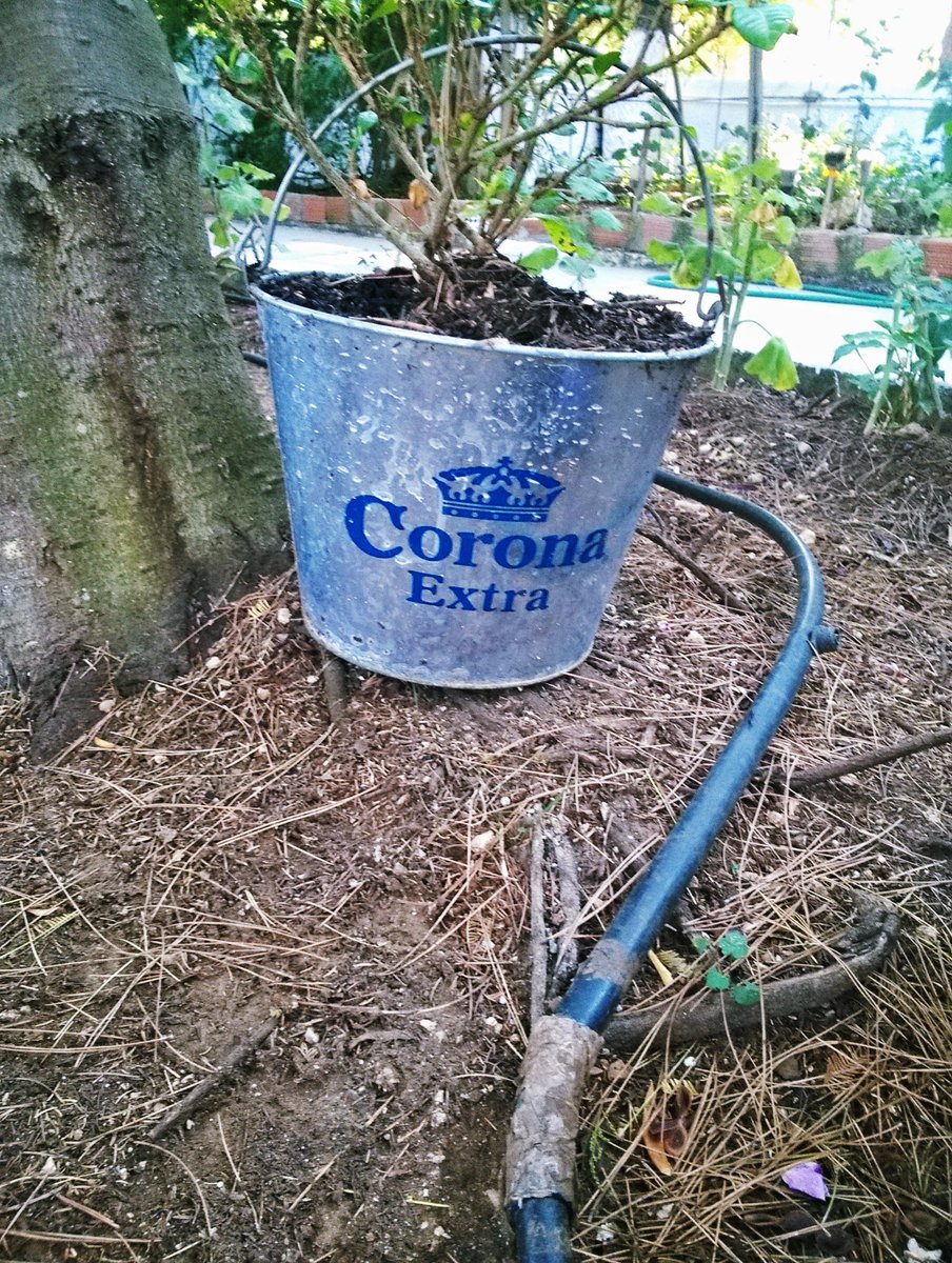 vprot's tweet photo. I love plants but I'd rather see this bucket full of ice &amp; beer bottles 🍺 

#Corona #Coronabucket #Beerbu let #CoronaExtra #beer #pot https://t.co/CtFcvk3Mek