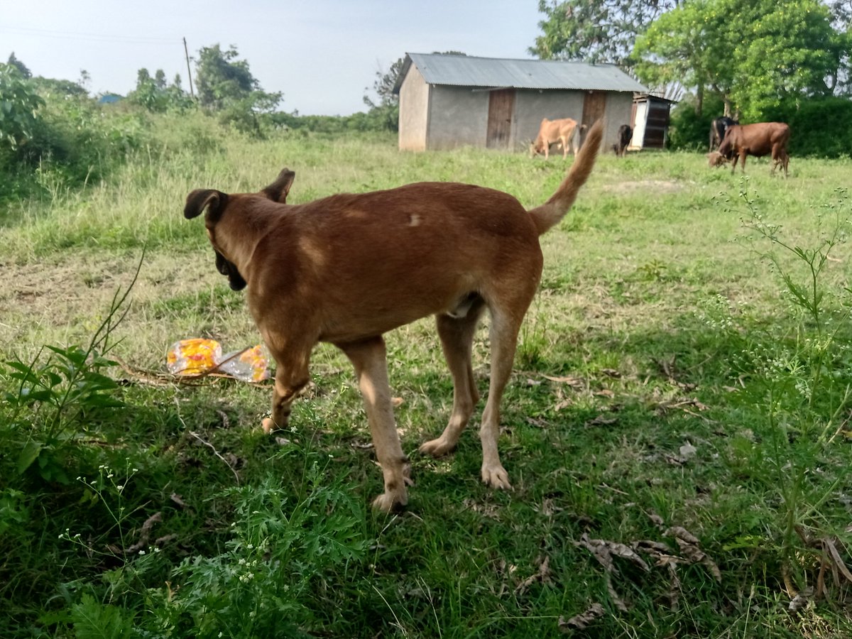 My faithful companion is a dog.He's called Ocampo, for the simple reason of bringing thieving cows to justice.Chichi Kwach (Leopard), his growl would statue anyone.He's a darling though.