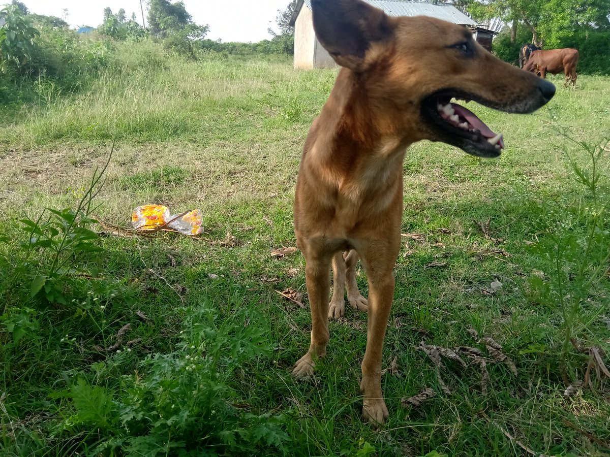 My faithful companion is a dog.He's called Ocampo, for the simple reason of bringing thieving cows to justice.Chichi Kwach (Leopard), his growl would statue anyone.He's a darling though.