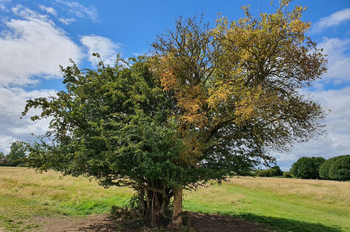 witchwalk's tweet photo. Once the Gateways Between The Worlds were plentiful. Now they are few. Two trees grow together on Hob Moor. They are older than they look. One seems always green as in Spring, the other forever Autumn. Those with the Sight may glimpse the Green Ray of Faerie shining betwixt them! https://t.co/v69JavI0dZ