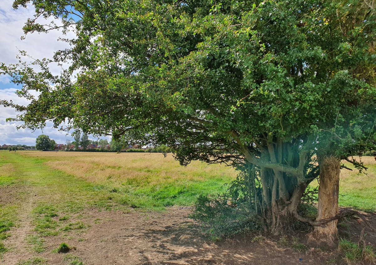 witchwalk's tweet photo. Once the Gateways Between The Worlds were plentiful. Now they are few. Two trees grow together on Hob Moor. They are older than they look. One seems always green as in Spring, the other forever Autumn. Those with the Sight may glimpse the Green Ray of Faerie shining betwixt them! https://t.co/v69JavI0dZ