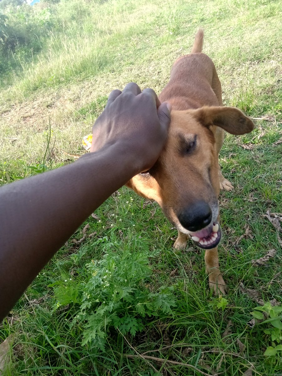 My faithful companion is a dog.He's called Ocampo, for the simple reason of bringing thieving cows to justice.Chichi Kwach (Leopard), his growl would statue anyone.He's a darling though.