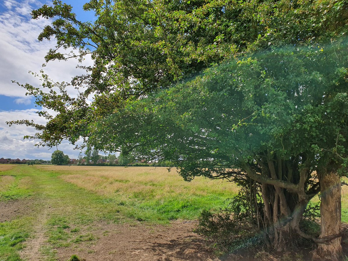 witchwalk's tweet photo. Once the Gateways Between The Worlds were plentiful. Now they are few. Two trees grow together on Hob Moor. They are older than they look. One seems always green as in Spring, the other forever Autumn. Those with the Sight may glimpse the Green Ray of Faerie shining betwixt them! https://t.co/v69JavI0dZ