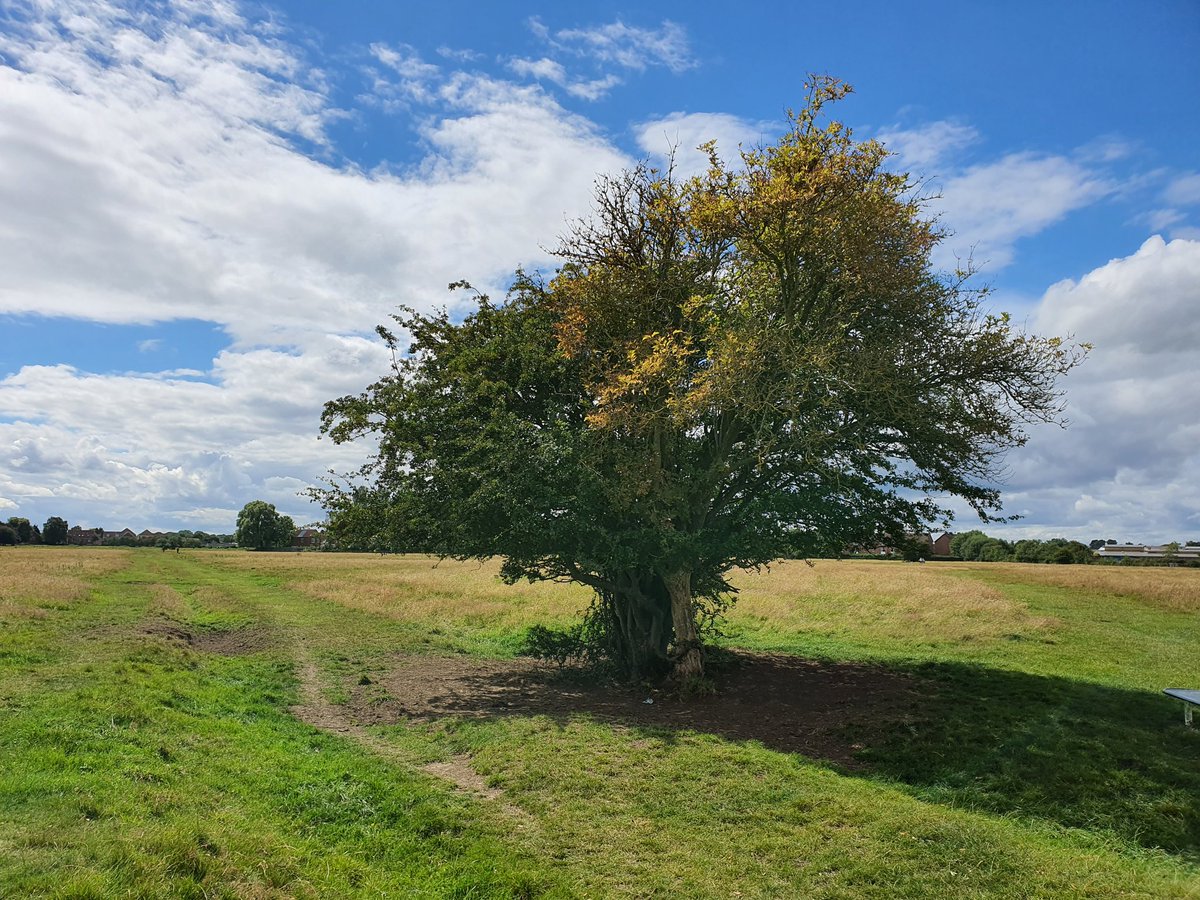 witchwalk's tweet photo. Once the Gateways Between The Worlds were plentiful. Now they are few. Two trees grow together on Hob Moor. They are older than they look. One seems always green as in Spring, the other forever Autumn. Those with the Sight may glimpse the Green Ray of Faerie shining betwixt them! https://t.co/v69JavI0dZ