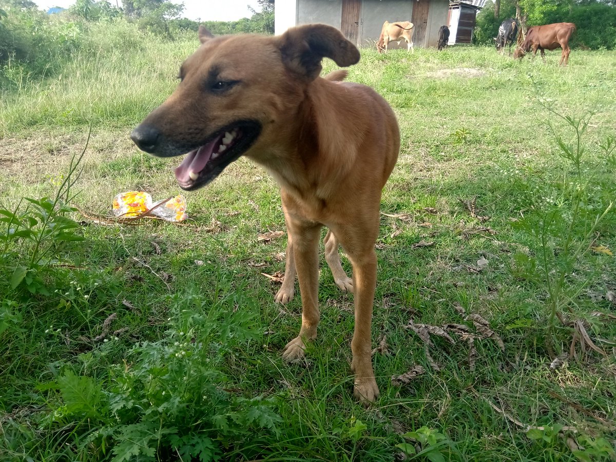 My faithful companion is a dog.He's called Ocampo, for the simple reason of bringing thieving cows to justice.Chichi Kwach (Leopard), his growl would statue anyone.He's a darling though.