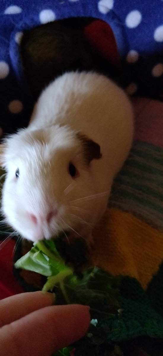 sleepy_burrows's tweet photo. Afternoon snacks Yesterday when the heavens opened Flash and Charlie enjoyed the comfort and snacks away from the rain #guineapig #smallpetboarding #rabbit #petsitter #londonboroughofhavering https://t.co/atvpDSuh8y