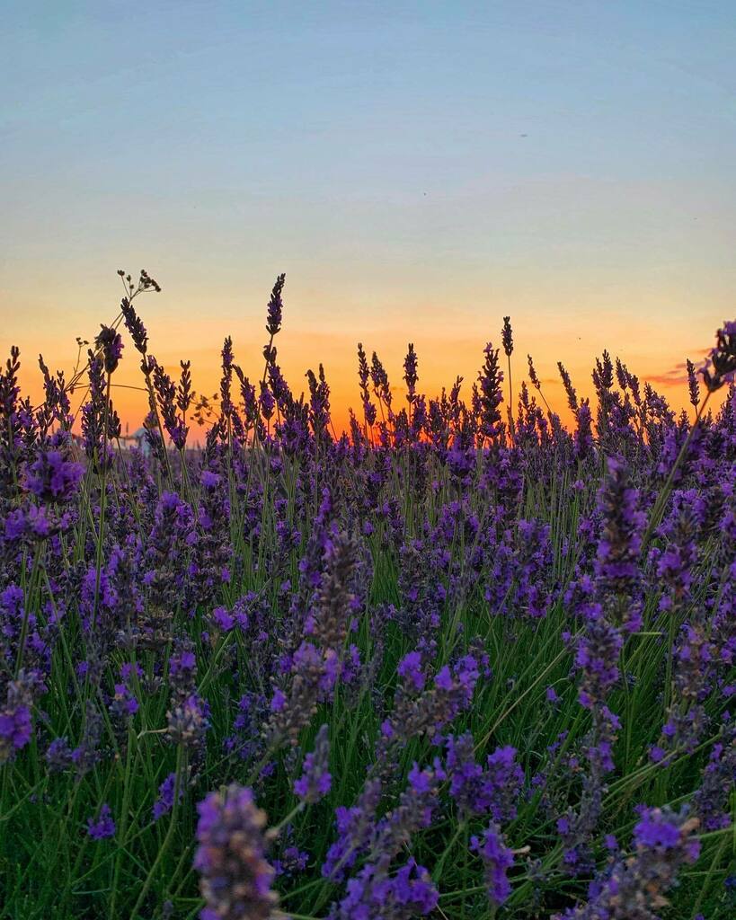 ginamoca's tweet photo. Lavanda Sunset https://t.co/Ljt4B3aoH8 https://t.co/8xqEiQsEQm