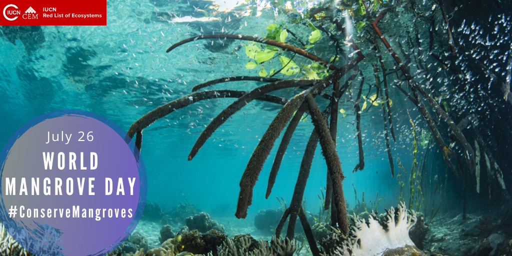 Today is Mangroves Day!🎉

Conserving mangroves means preserving the connection between our coastal ecosystems and supporting their functionality 🏝️
 
We invite you to read this article about the importance of #Mangroves for #SeagrassMeadows: url2.cl/Zl5WS