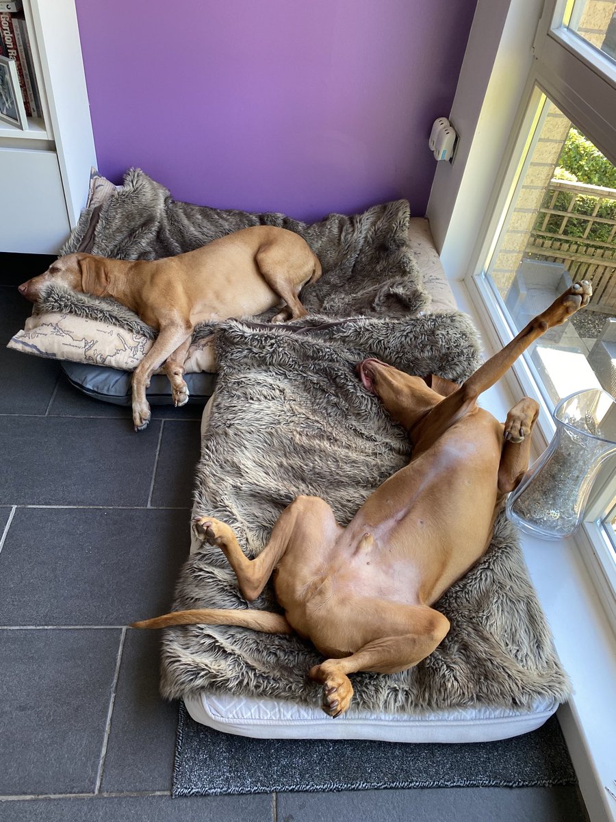 TheMistressRox's tweet photo. He’s assumed the position😂
#BeMoreJackson https://t.co/35ZQc71gxX