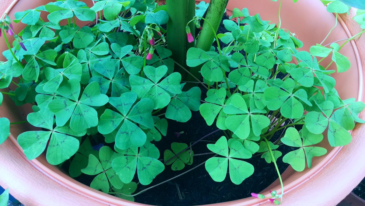 Für alle die etwas #Glück brauchen.... Bitte schön. 😊🍀🍀🍀🍀
Bedient Euch. ❤️