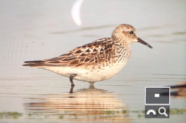 The 25th White-rumped Sandpiper in Denmark was seen 25th of july at Store Vrøj, sjælland
Photo: Helge Sørensen
<a href="/Club300_SE/">Club 300</a> <a href="/LeeEvansBirding/">Lee Evans (LGRE) - the official account</a> <a href="/TarsigerTeam/">Tarsiger</a>