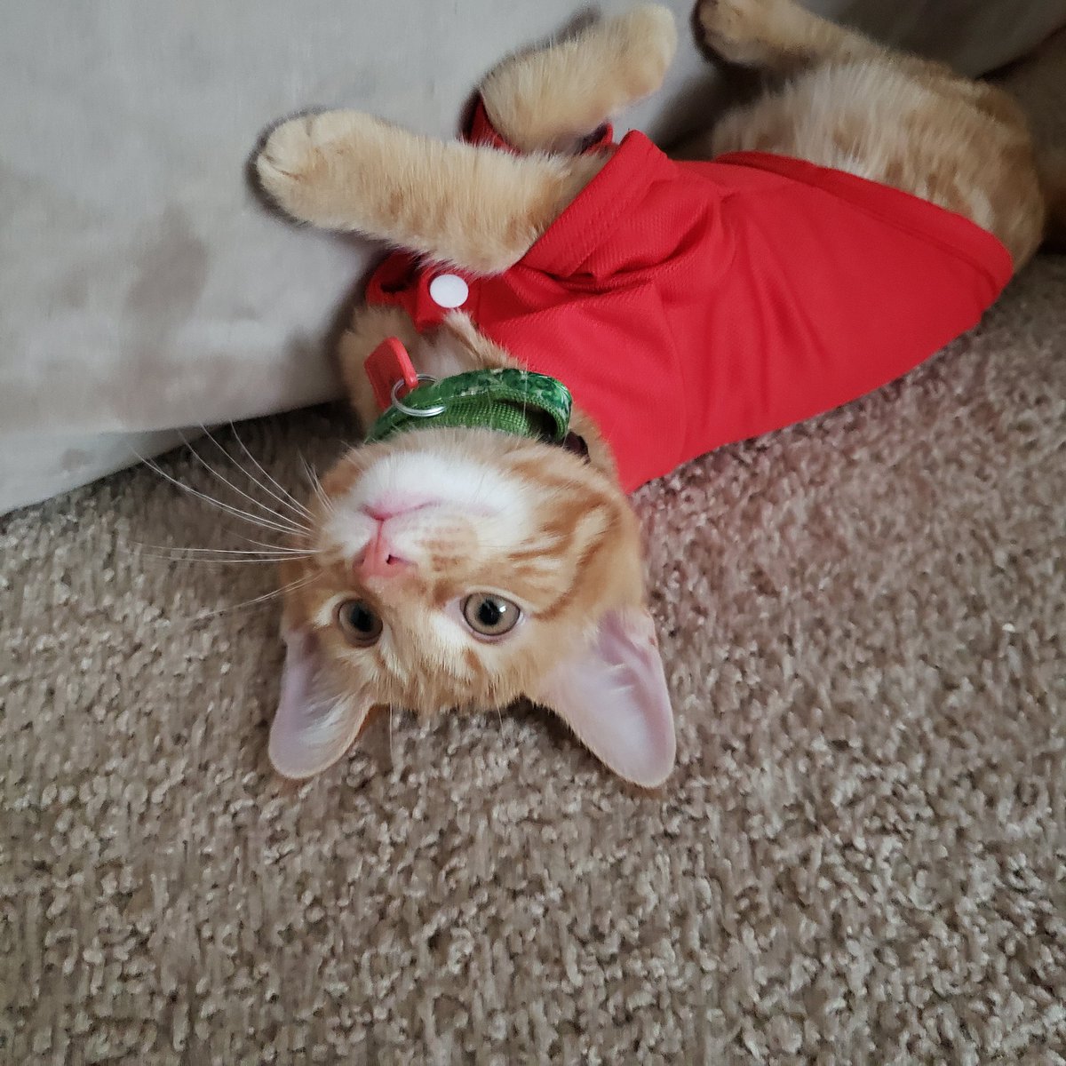 cry_stalsoda's tweet photo. here's Odo wearing a 👕 ! https://t.co/6njqgNoy1m