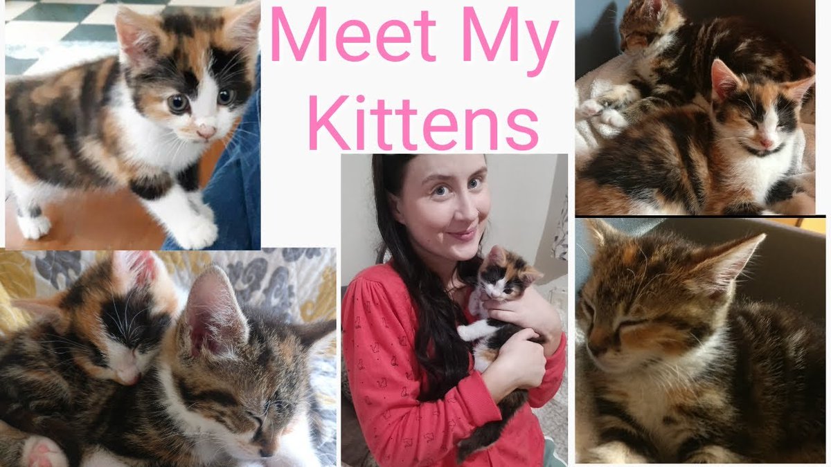 I Got Two Cute #Kittens! Meeting ...
 
#Cats #Cat #Kittens #Kitten #Kitty #Pets #Pet #Meow #Moe #CuteCats #CuteCat #CuteKittens #CuteKitten #MeowMoe #AdoptedACat #AdoptingPets #Animals #BringingThemHome #Calico #CalicoCats #CalicoKittens
 
meowmoe.com/688214/i-got-t…